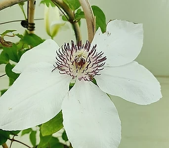 흰꽃 큰으아리 묵은둥이 1
