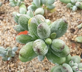 Cotyledon orbiculata cv variegated 1