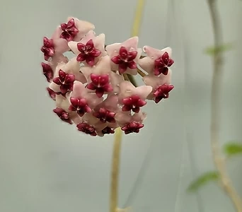 Hoya Obovata variegata 8 1