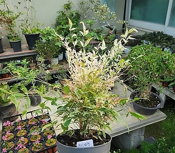 무늬남천 무늬종초희귀 공기정화식물 월동가능식물 1