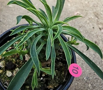 Euphorbia hypogaea 05186 1