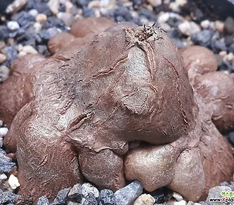 Dioscorea Elephantipes 명품/ 굵근 구근이겁나 머찜 1