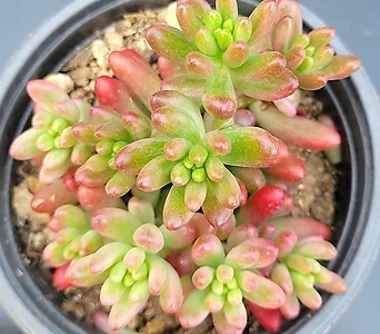 Sedum rubrotinctum cv.Aurora 67 1