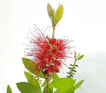 꽃이 예쁜 병솔나무 1