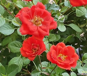 Rosa multiflora - , 1