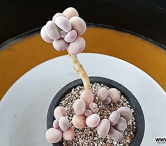 Pachyphytum cv mombuin 629. 1