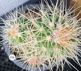 Notocactus leninghausii 66  . 1