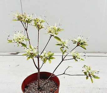 Rhododendron schlippenbachii 2 1