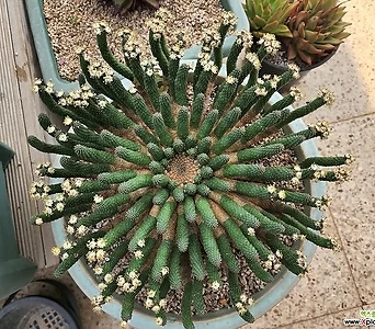 Euphorbia inermis  1