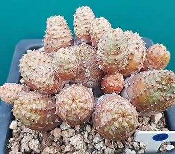 Euphorbia obesa (Baseball Plant)  1
