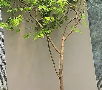 단풍나무, 전체높이 165cm 전후 1