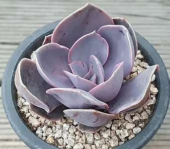 紫珍珠  1