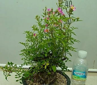 Rosa multiflora 6-- 1