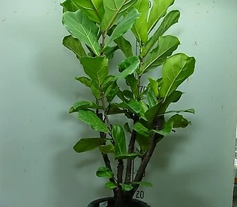 떡갈잎고무나무 1번-높이 약140-동일품배송 1