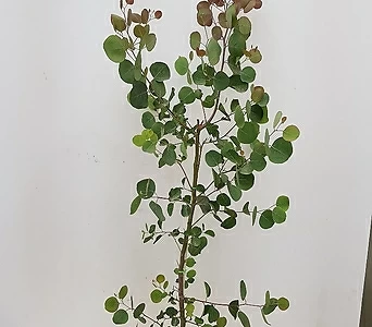 Eucalyptus [115cm]     / 1