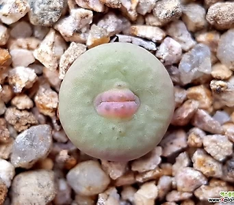 conophytum stevens-jonesianum - C.stevens-jonesianum hybrid - 1082