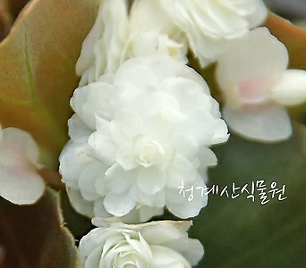 꽃대 흰팝콘베고니아 /사진촬영 2022년 5월 21일 1