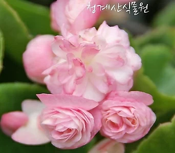 꽃대 분홍 팝콘베고니아 /사진촬영 2022년 5월 21일 1