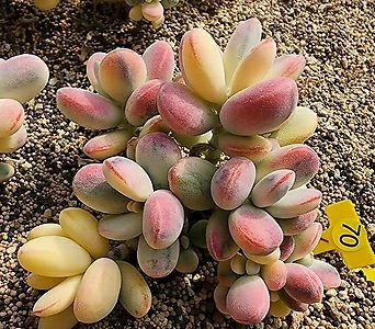 Cotyledon orbiculata cv variegated 05213 1