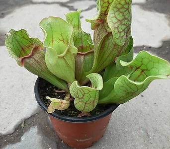 Sarracenia purpurea / 1