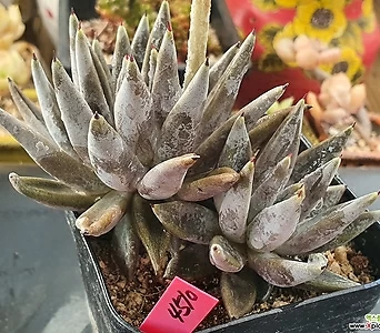 Echeveria unguiculata  1
