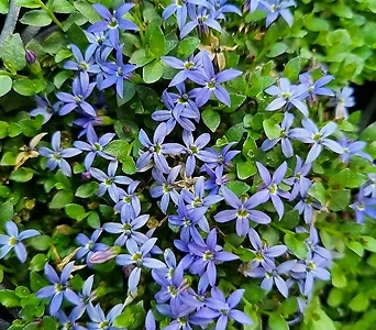 파랑꽃이 매력있어 이소토마 가가미 군락으로 심으세요. 1
