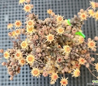 Monanthes polyphylla 0522 1