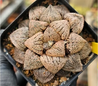 丸葉粉色Haworthia picta  1