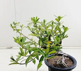 Gardenia jasminoides 2 1