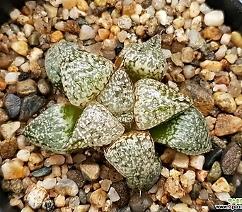 Haworthia picta大흑16- 16-52 1