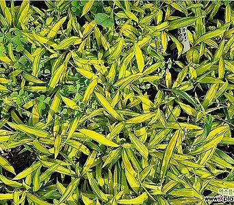 골든라이트 대사초(소품) 노란무늬 황금무늬 대사초 노지월동 1