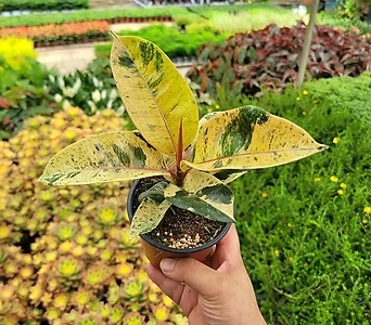 Ficus elastica 15-25cm 59 1
