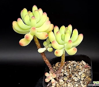 Sedum pachyphyllum 7-103 1