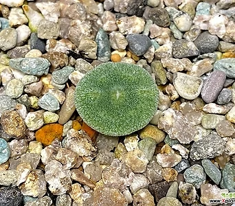 Conophytum ernstii ssp.cerebellum-1두(코노 언스티 쎄레벨룸5.23) 1