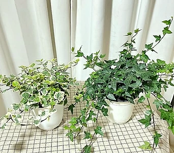 청년농부 풍성한 아이비 무늬아이비 아이비키우기 실내식물 인테리어식물 소형식물 1