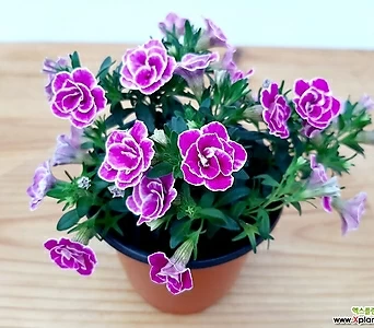 사피니아겹꽃(핑크) 겹사피니아 가성비좋은꽃 1