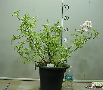 Rosa multiflora 1-- 1