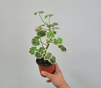 Pelargonium(Geranium) 15-25cm 59 1