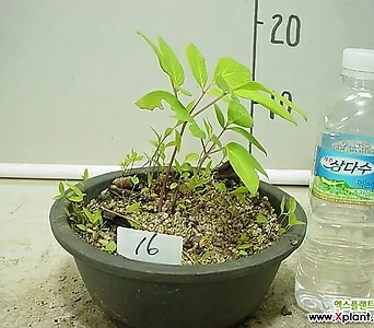 Paeonia lactiflora 16-- 1
