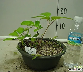 Paeonia lactiflora 17--- 1