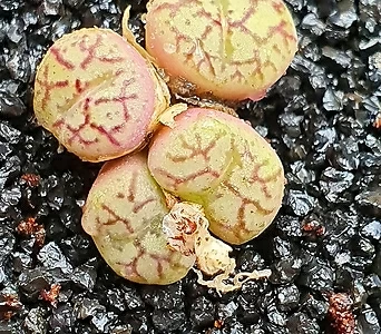 Conophytum Wittebergense d-291.  4 1