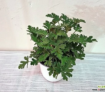 Pelargonium roseum  1