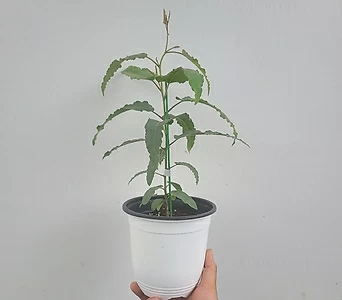 Eucalyptus 35-55cm 99 1