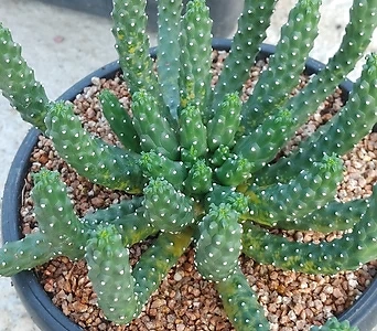 Euphorbia inermis / 1