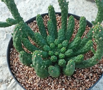 Euphorbia inermis / 1