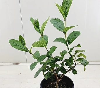 Hydrangea macrophylla 4 1