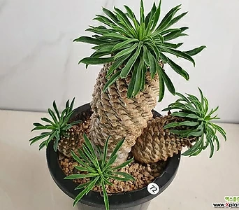 Euphorbia hypogaea 05172 1