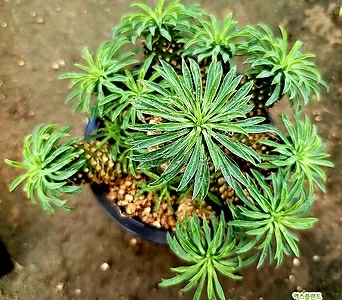Euphorbia hypogaea [  ]-10 1