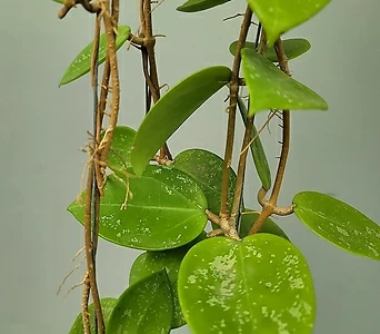 Hoya carnosa 2 1