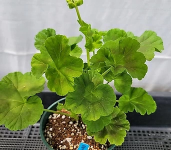 Pelargonium(Geranium) . 1